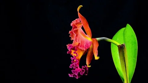 Time Lapse - Blooming Cattleya Orchid Flower with Black Background - 4K Stock Footage 80460160
