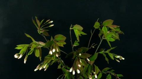 Time-lapse of blooming cherry branch 1 Stock Footage 116373