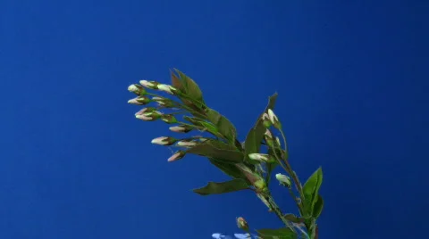 Time-lapse of blooming cherry branch 2 Video stock 116852