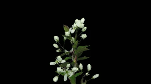 Time-lapse of blooming cherry branch in RGB + ALPHA matte format Stock Footage 52358335