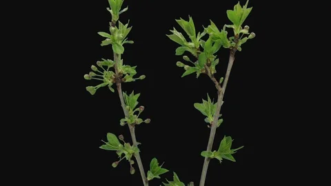 Time-lapse of blooming cherry tree branch in RGB + ALPHA matte format Stock Footage 127488054