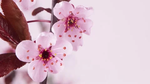 Time lapse of blooming cherry tree blossoms Stock-Footage 153282225