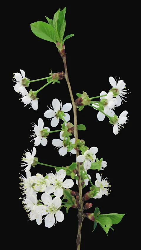 Time lapse of blooming cherry tree branch, vertical orientation Stock Footage 303053799