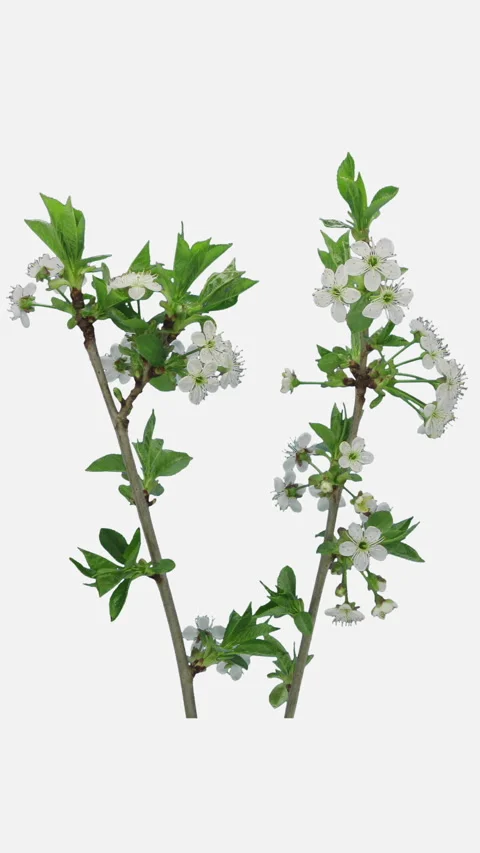 Time lapse of blooming cherry tree branch, vertical orientation Stock Footage 307284387