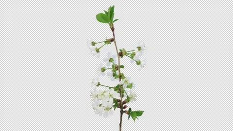 Time lapse of blooming cherry tree branch with ALPHA channel Stock Footage 330873670