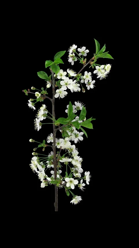 Time lapse of blooming cherry tree branch, vertical orientation Stock Footage 340962940