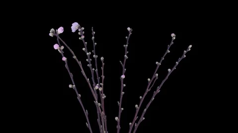 Time-lapse of blooming cherry willow branch in RGB + ALPHA matte format Stock Footage 70021705