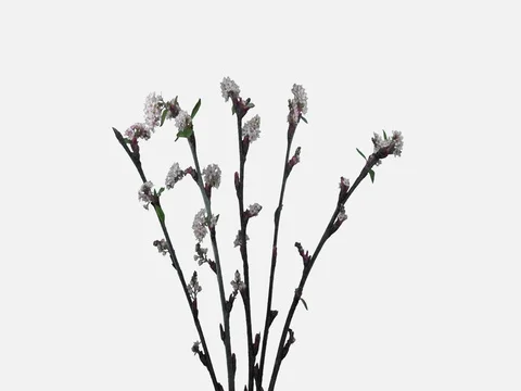 Time-lapse of blooming cherry willow branch, 4K with ALPHA channel Stock Footage 82000625