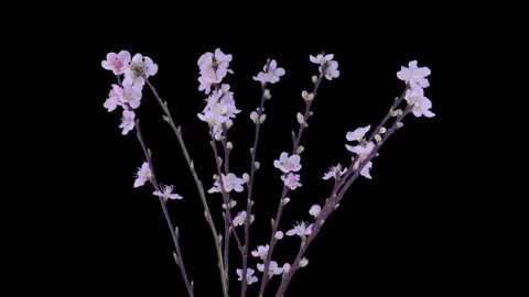 Time lapse of blooming cherry willow branch Stock Footage 299224079