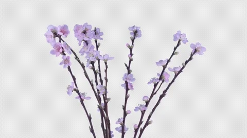 Time lapse of blooming cherry willow branch with ALPHA channel Stock Footage 307668253