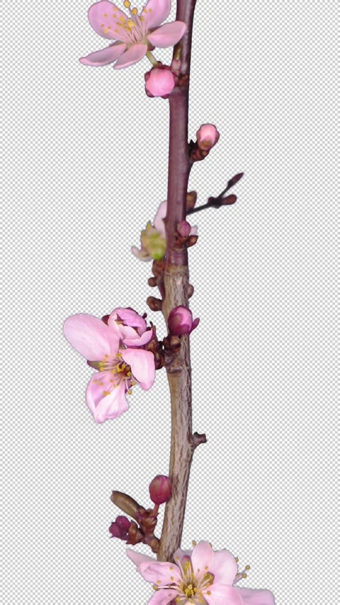 Time lapse of blooming cherry willow branch, vertical orientation Stock Footage 327199768