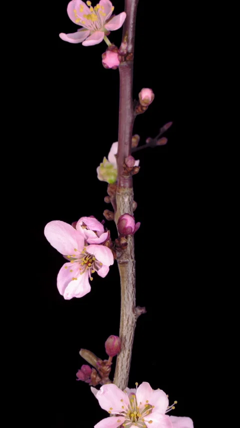 Time lapse of blooming cherry willow branch, vertical orientation 스톡 동영상 331506669