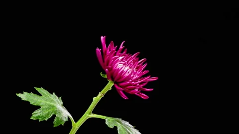 Time Lapse - Blooming Elegant Pink Dahlia Flower Stock Footage 155267917