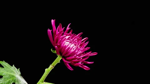 Time Lapse - Blooming Elegant Pink Dahlia Flower Stock Footage 161119081