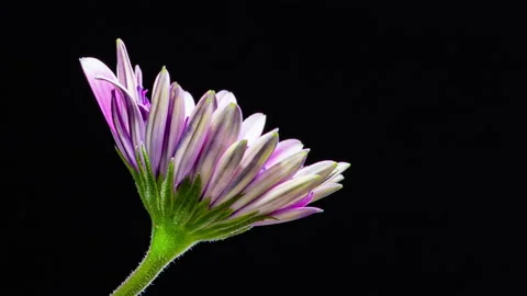 Time Lapse - Blooming Elegant Purple osteospermum Flower Stock Footage 155268383