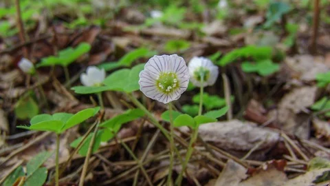 Time lapse blooming flower. Stock Footage 128660458