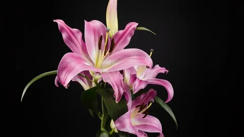Time lapse of a blooming lily 4k Stock Footage