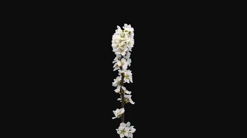 Time-lapse of blooming Nanking cherry tree branch, 4K with ALPHA channel Stock Footage 112377455