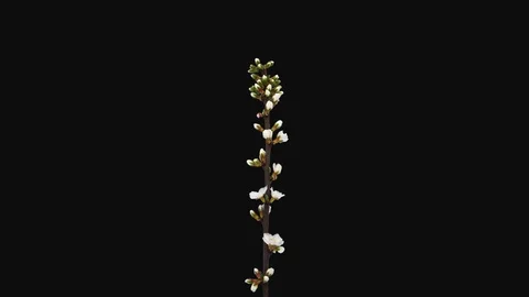Time-lapse of blooming Nanking cherry tree branch with ALPHA channel Stock Footage 127555258