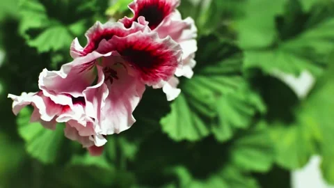 Time-Lapse Blooming Opening Violet Flower Stock Footage 158360565