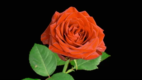 Time Lapse of Blooming Orange Rose Stock Footage 226552804