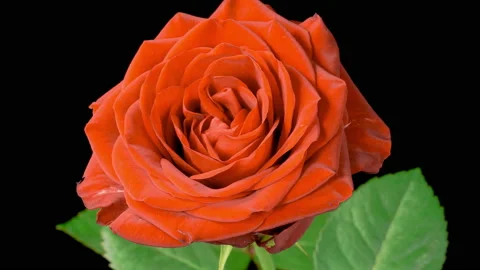 Time Lapse of Blooming Orange Rose Stock Footage 229395945