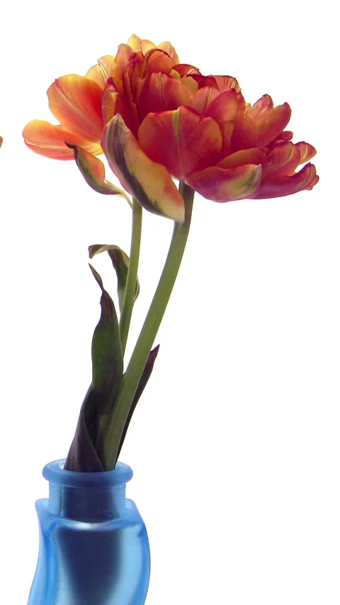 Time lapse blooming orange tulip flower, vertical orientation Stock Footage 301070029