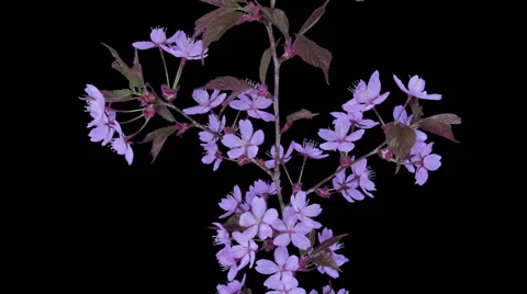 Time-lapse of blooming pink sakura branch with ALPHA Stock-Footage 48829677
