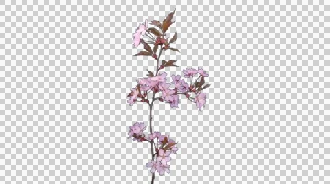 Time-lapse of blooming pink sakura branch, 4K with ALPHA Stock Footage 49686122