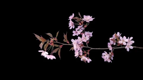 Time-lapse of blooming pink sakura branch, 4K with ALPHA channel, vertical Stock Footage 89731238