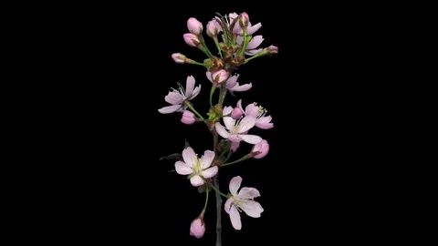 Time-lapse of blooming pink sakura branch, 3K with ALPHA channel Stock Footage 105364474