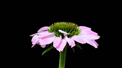 Time lapse - Blooming Pink Wild Berry Coneflower with black background Stock Footage 164612801