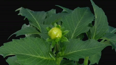 Time-lapse of blooming pink yellow dahlia with alpha matte 2 Stock Footage
