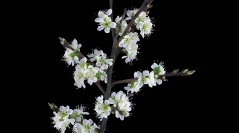 Time-lapse of blooming plum tree branch with RGB + ALPHA matte Stock Footage 48848749