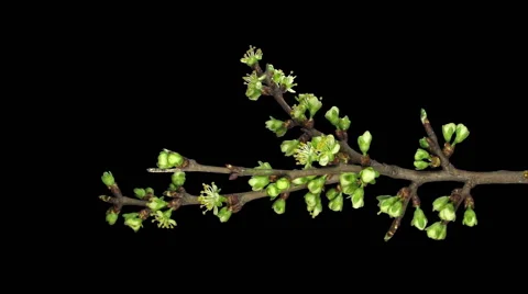 Time-lapse of blooming plum tree branch RGB + ALPHA matte, vertical Stock Footage 48986179
