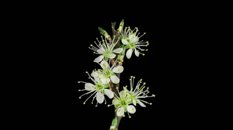 Time-lapse of blooming plum tree branch in RGB + ALPHA matte format Video stock 55899094