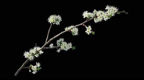 Time-lapse of blooming plum tree branch with alpha Stock Footage
