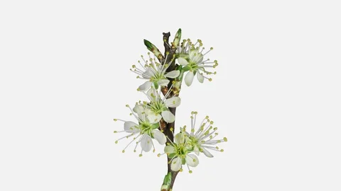 Time-lapse of blooming plum tree branch 9x1 ALPHA channel Stock Footage 82925930