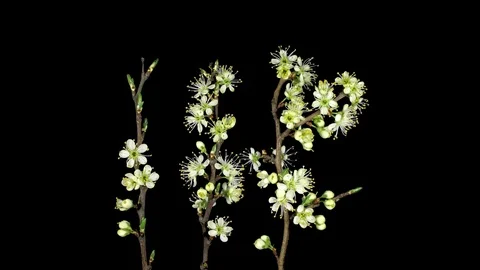 Time-lapse of blooming plum tree branch, 2K with ALPHA channel Stock Footage 100165755