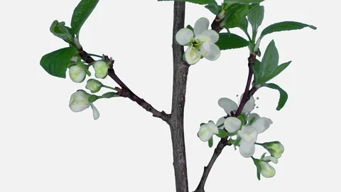Time-lapse of blooming plum tree branch, 2K with ALPHA channel Stock Footage 100182834