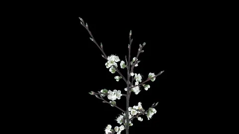 Time-lapse of blooming plum tree branch with ALPHA channel Stock Footage 104078386