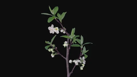 Time-lapse of blooming plum tree branch in RGB + ALPHA matte format Stock Footage 105364348
