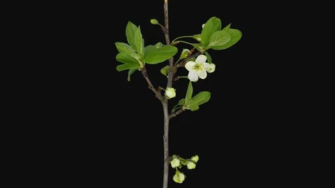 Time-lapse of blooming plum tree branch with ALPHA channel Stock Footage 117932531