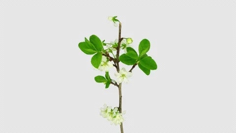 Time-lapse of blooming plum tree branch with ALPHA channel, in 4k Stock Footage 150445136