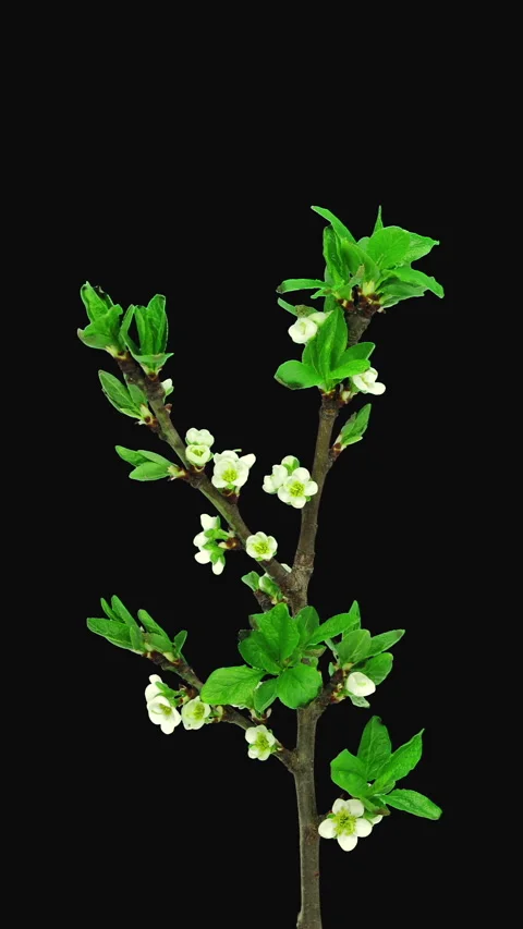 Time lapse of blooming plum tree branch, vertical orientation Stock Footage 296628055