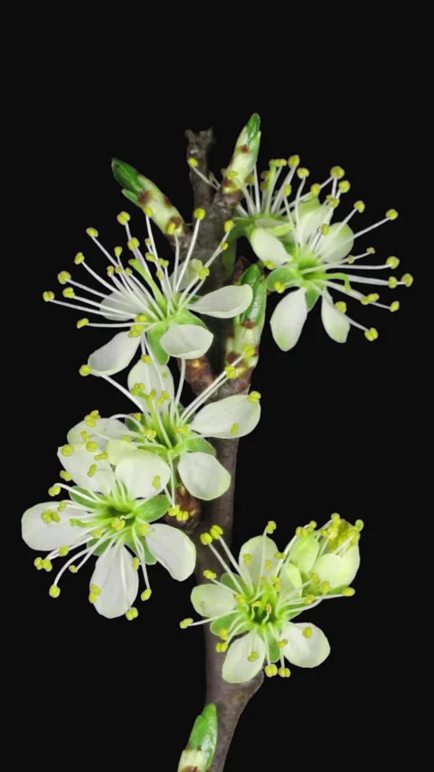 Time lapse of blooming plum tree branch, vertical orientation Stock Footage 296628067