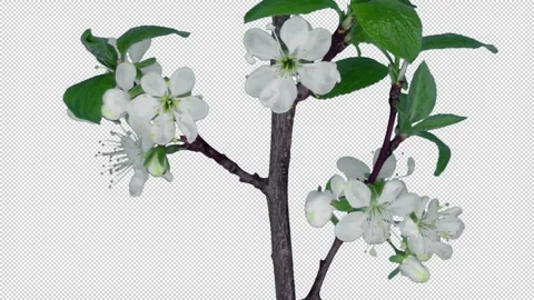 Time lapse of blooming plum tree branch with ALPHA channel Stock Footage 306572992