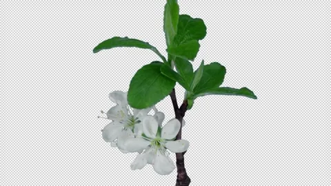Time lapse of blooming plum tree branch with ALPHA channel Stock Footage 306947003