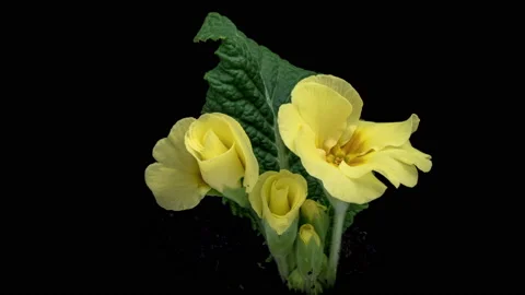 Time lapse blooming Primrose, Primula vulgaris flowers 스톡 동영상 232947747