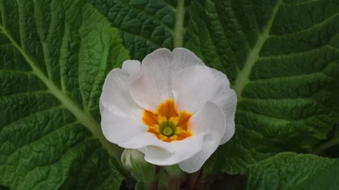 Time lapse blooming Primrose, Primula vulgaris flowers Stock Footage 267584529